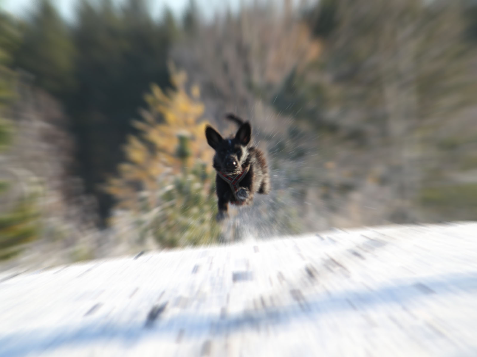 Lentävä koira,koira,lentää,lentävä,hyppy,hyppää,juoksee,juokseva,taustakuva